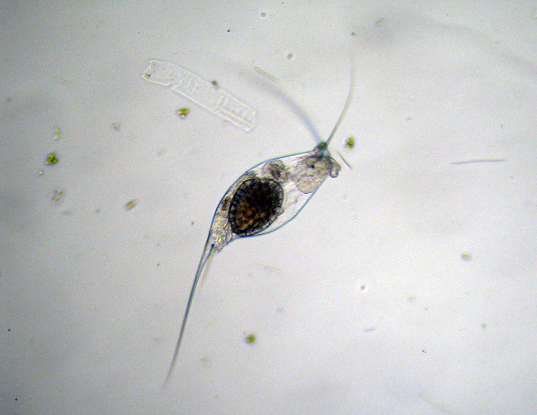 Filinia opoliensis...